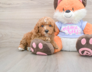 5 week old Poodle Puppy For Sale - Simply Southern Pups
