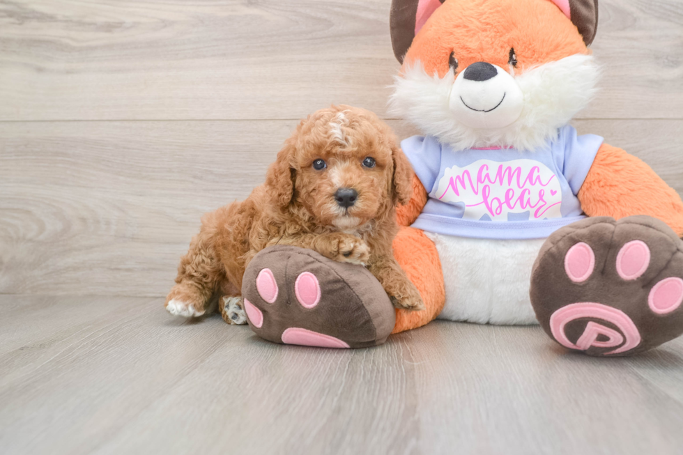 Poodle Puppy for Adoption