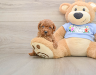 7 week old Poodle Puppy For Sale - Simply Southern Pups