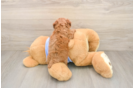 Smart Pooodle Purebred Puppy