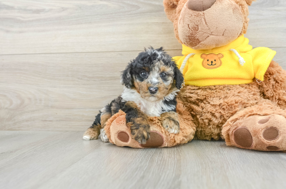 6 week old Poodle Puppy For Sale - Simply Southern Pups