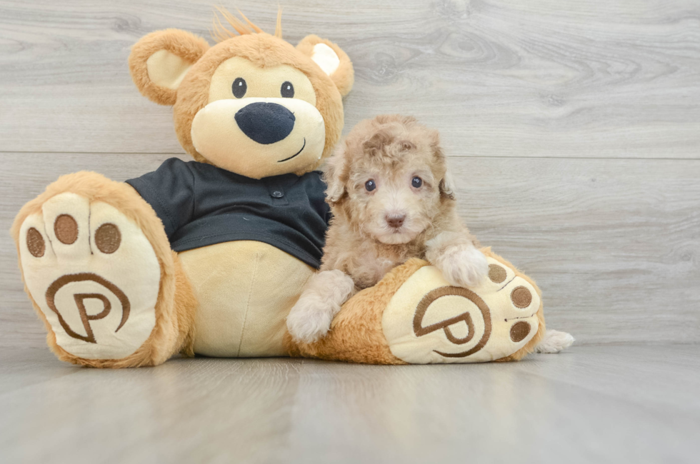 7 week old Poodle Puppy For Sale - Simply Southern Pups