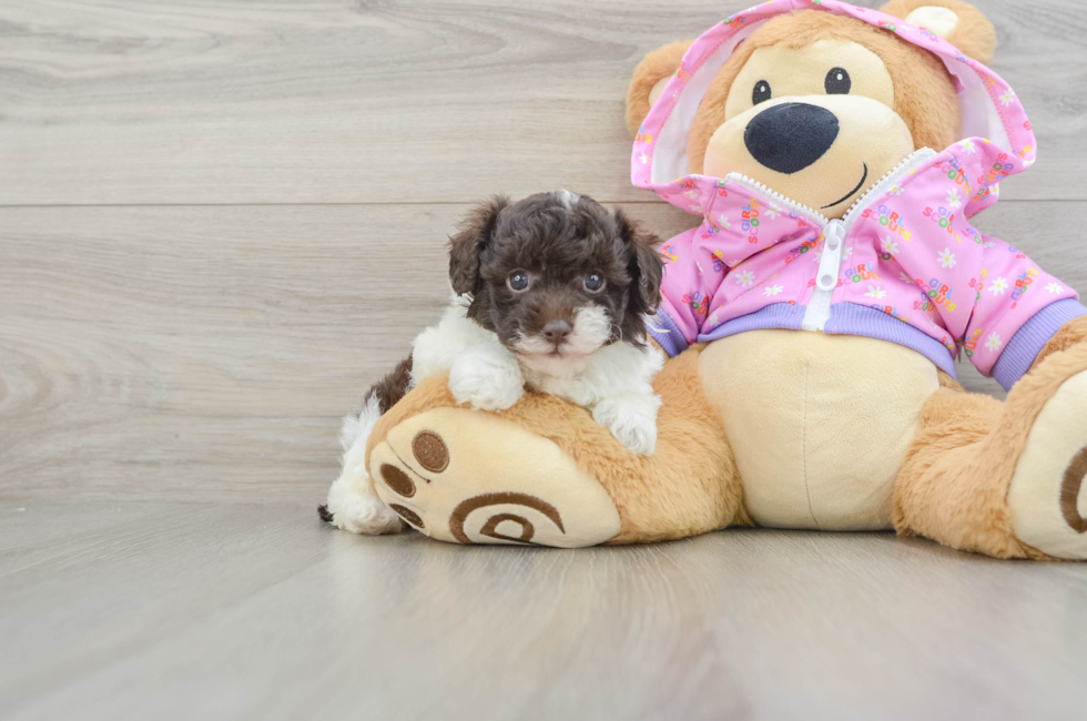 5 week old Poodle Puppy For Sale - Simply Southern Pups