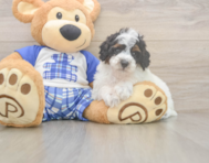 7 week old Poodle Puppy For Sale - Simply Southern Pups