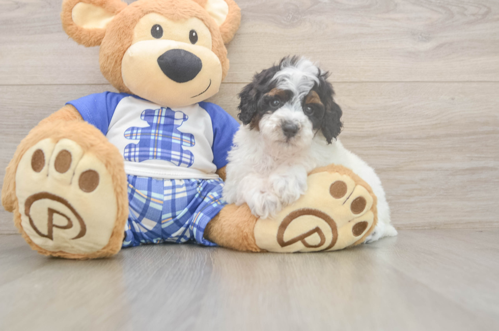 6 week old Poodle Puppy For Sale - Simply Southern Pups