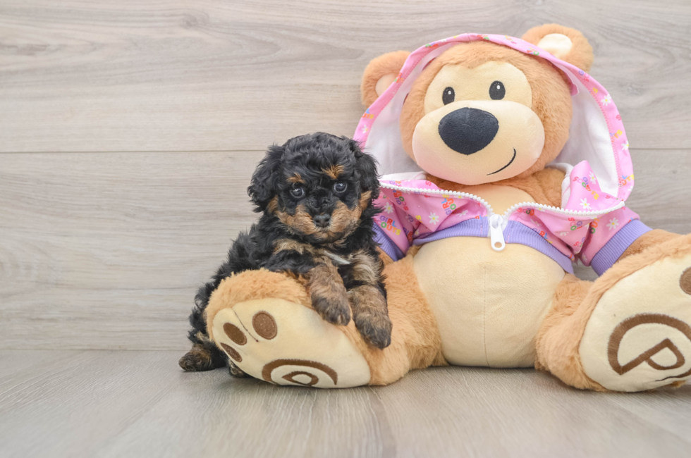 5 week old Poodle Puppy For Sale - Simply Southern Pups