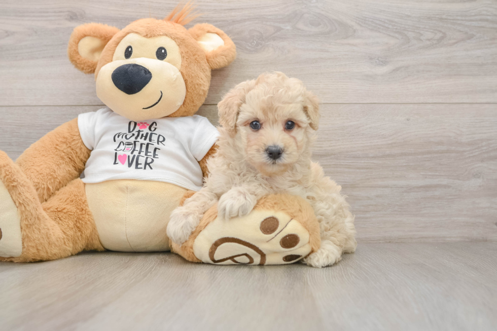 Playful Poodle Purebred Pup