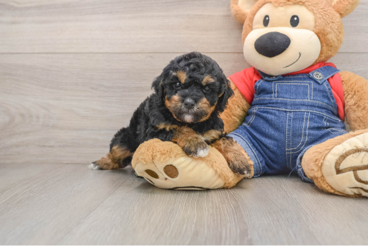 Best Poodle Baby