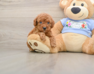 7 week old Poodle Puppy For Sale - Simply Southern Pups