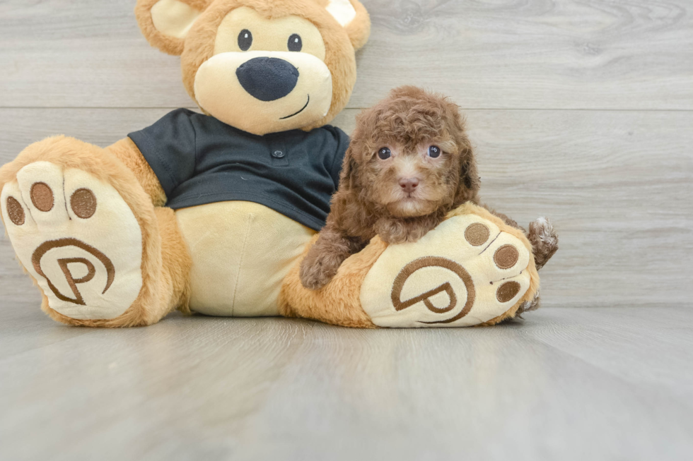 Funny Poodle Purebred Pup