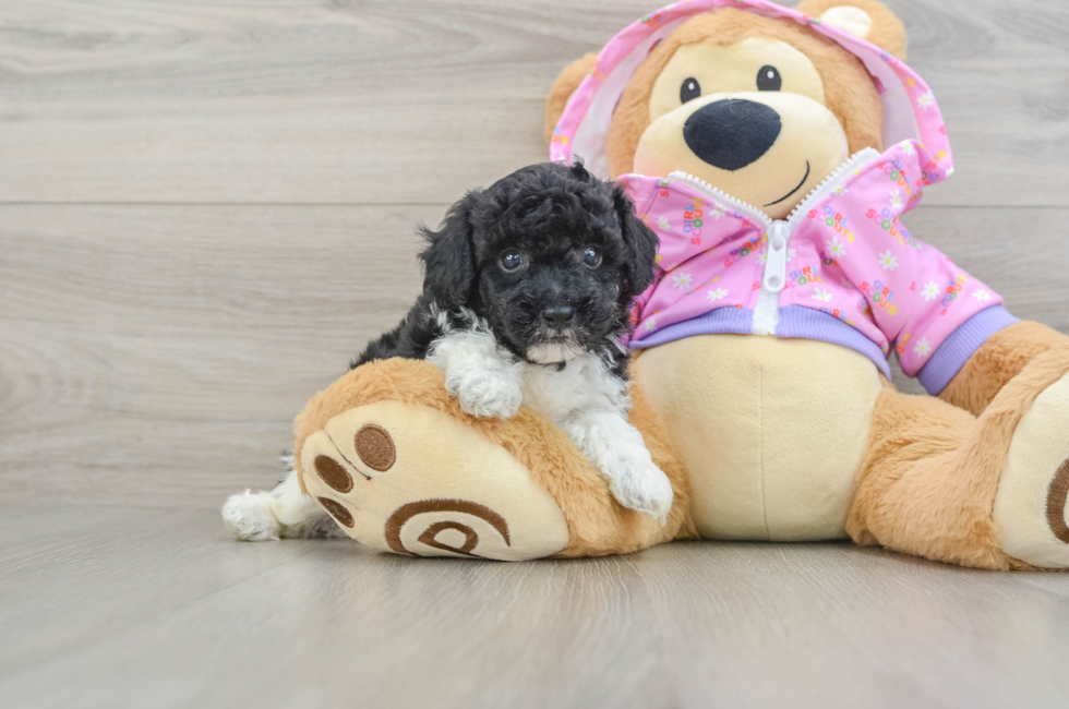 5 week old Poodle Puppy For Sale - Simply Southern Pups