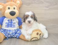7 week old Poodle Puppy For Sale - Simply Southern Pups