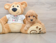 7 week old Poodle Puppy For Sale - Simply Southern Pups