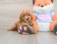 5 week old Poodle Puppy For Sale - Simply Southern Pups