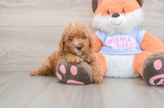 Poodle Pup Being Cute