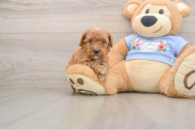 Poodle Puppy for Adoption