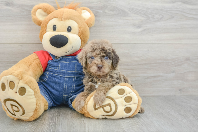 Smart Pudle Purebred Puppy