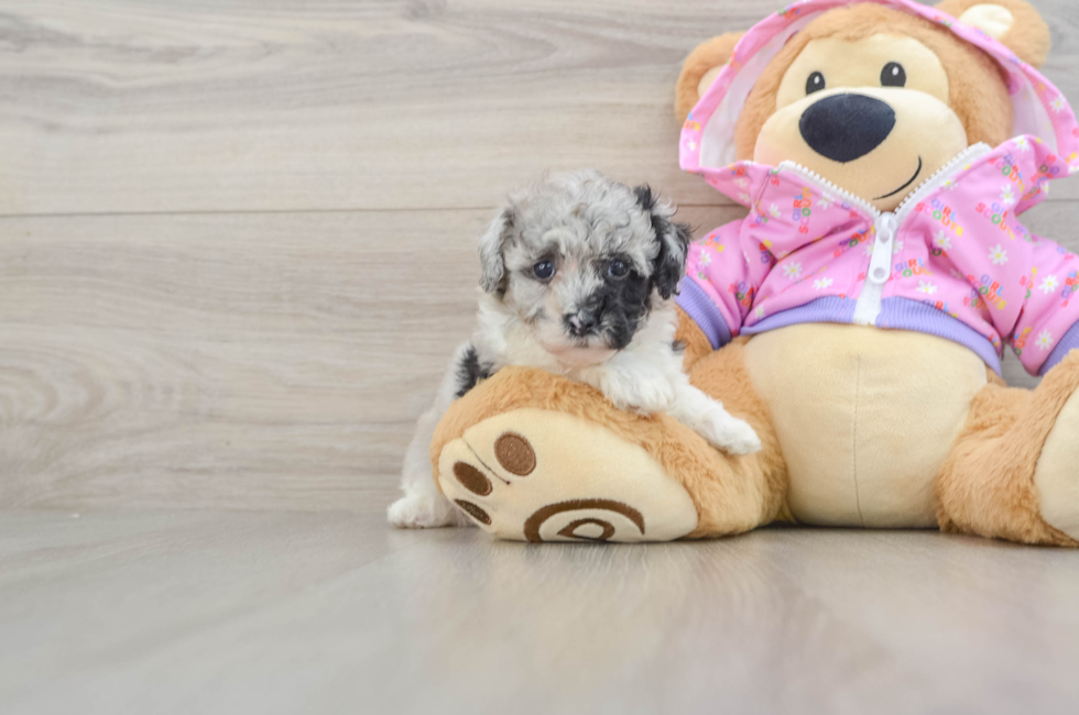 5 week old Poodle Puppy For Sale - Simply Southern Pups