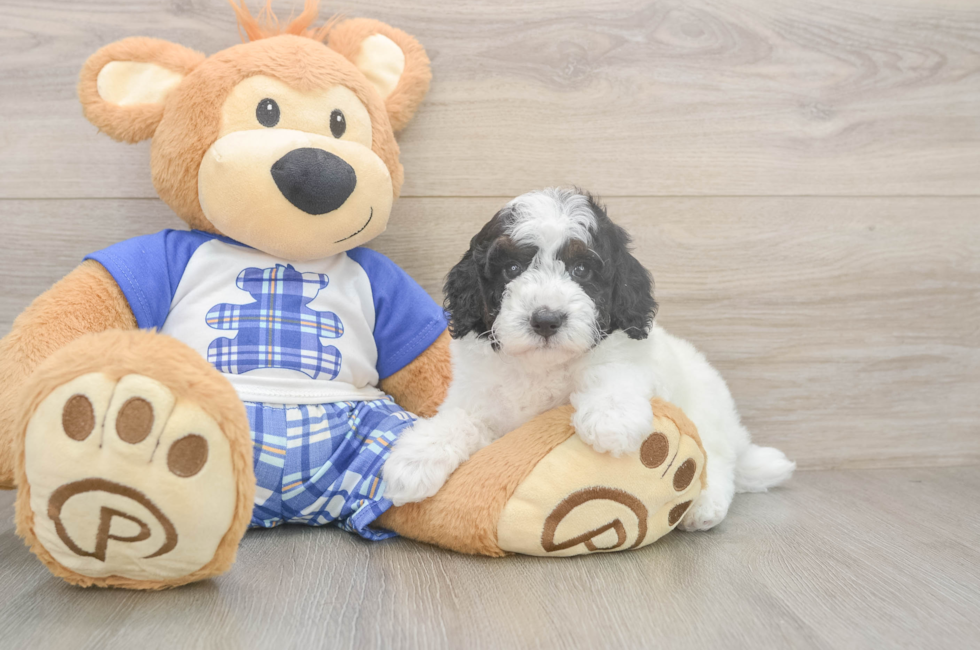 6 week old Poodle Puppy For Sale - Simply Southern Pups