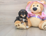 6 week old Poodle Puppy For Sale - Simply Southern Pups