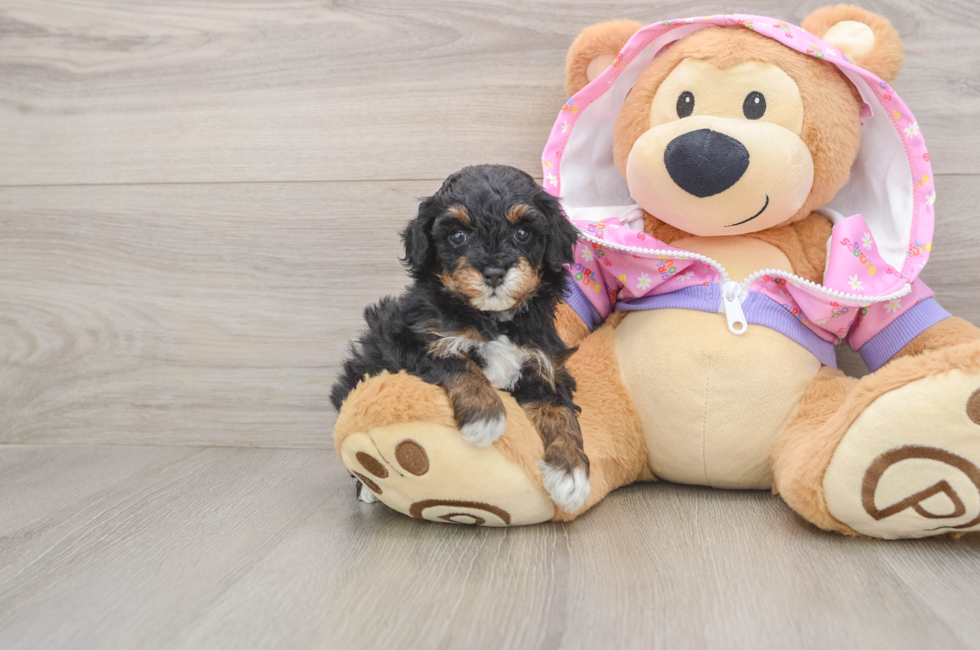 5 week old Poodle Puppy For Sale - Simply Southern Pups