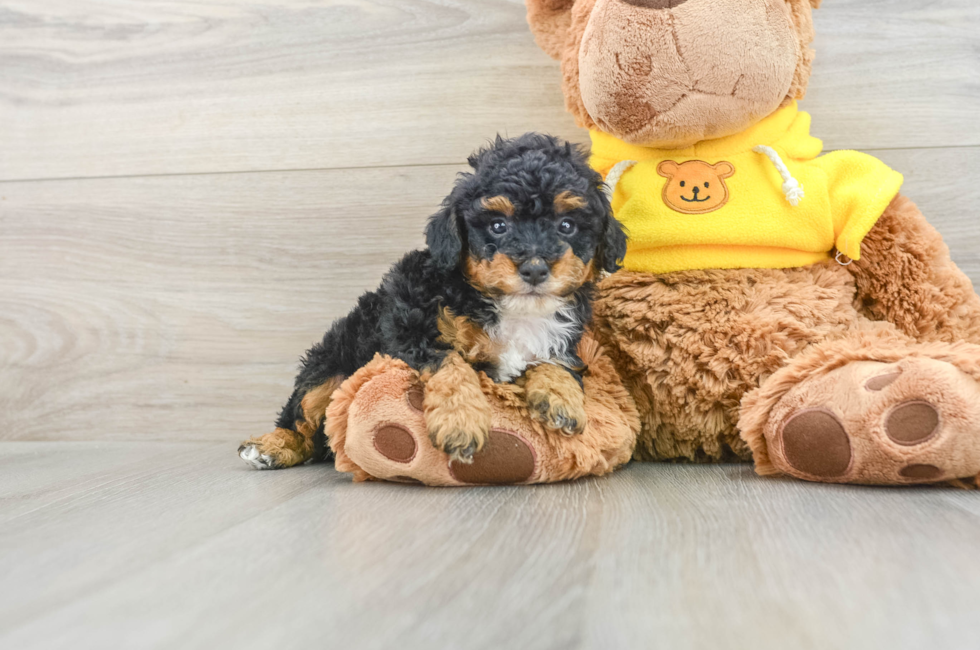 6 week old Poodle Puppy For Sale - Simply Southern Pups