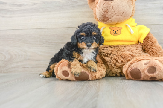 Cute Pooodle Purebred Puppy