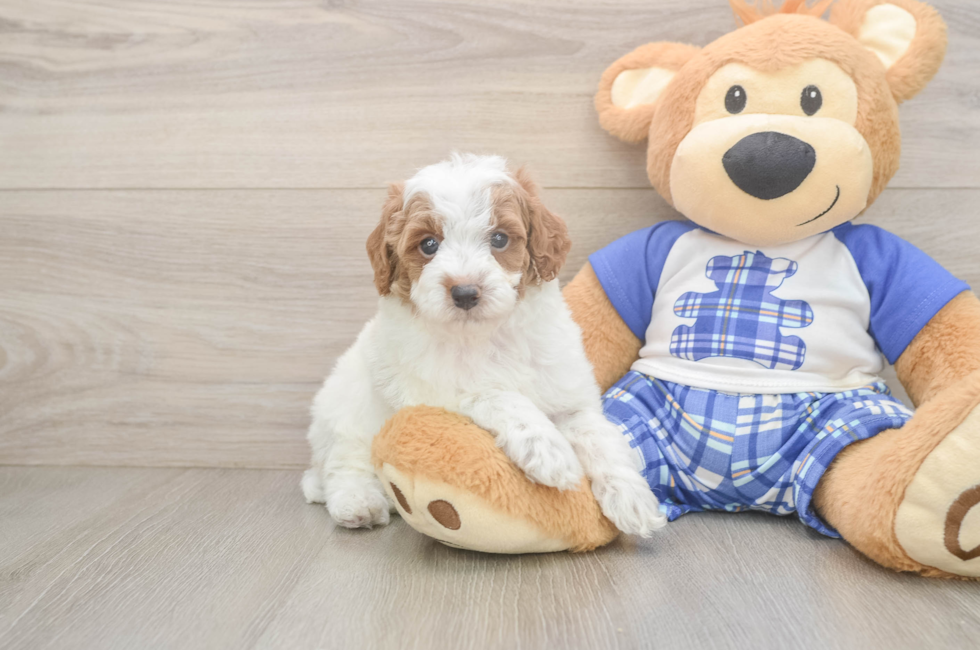 6 week old Poodle Puppy For Sale - Simply Southern Pups