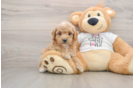 Hypoallergenic Poodle Baby