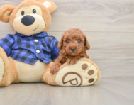 7 week old Poodle Puppy For Sale - Simply Southern Pups