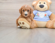 8 week old Poodle Puppy For Sale - Simply Southern Pups