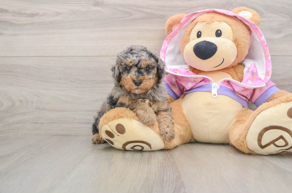 5 week old Poodle Puppy For Sale - Simply Southern Pups