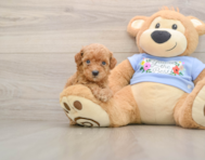 7 week old Poodle Puppy For Sale - Simply Southern Pups