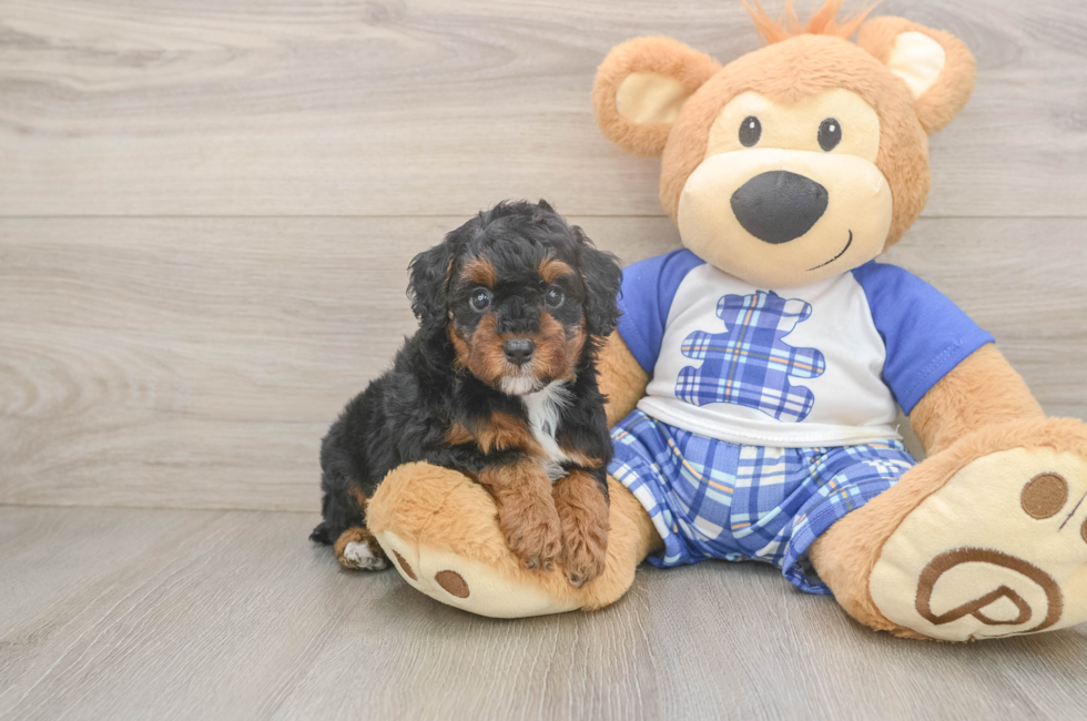 6 week old Poodle Puppy For Sale - Simply Southern Pups
