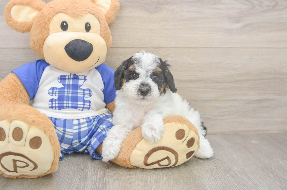 6 week old Poodle Puppy For Sale - Simply Southern Pups