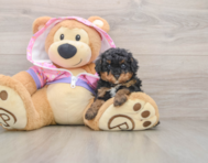 6 week old Poodle Puppy For Sale - Simply Southern Pups