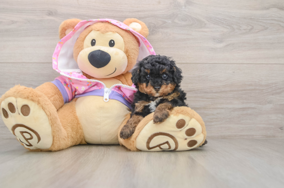 5 week old Poodle Puppy For Sale - Simply Southern Pups