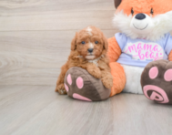 5 week old Poodle Puppy For Sale - Simply Southern Pups
