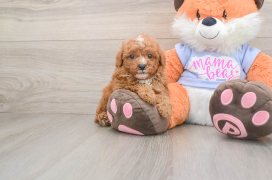 Poodle Puppy for Adoption