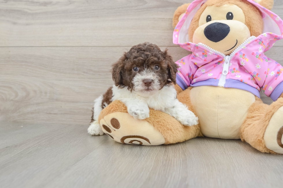 5 week old Poodle Puppy For Sale - Simply Southern Pups