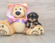 5 week old Poodle Puppy For Sale - Simply Southern Pups