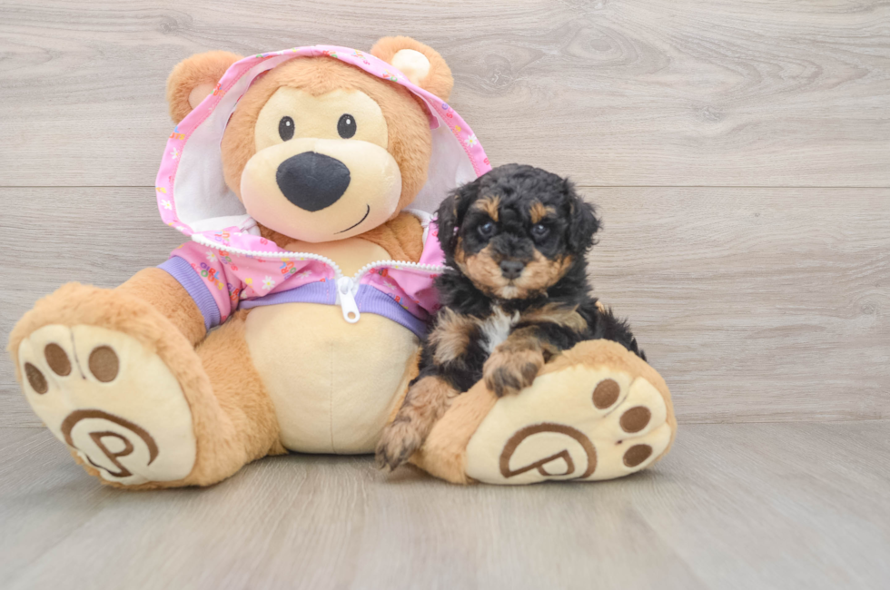 5 week old Poodle Puppy For Sale - Simply Southern Pups