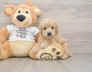 7 week old Poodle Puppy For Sale - Simply Southern Pups