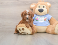 8 week old Poodle Puppy For Sale - Simply Southern Pups