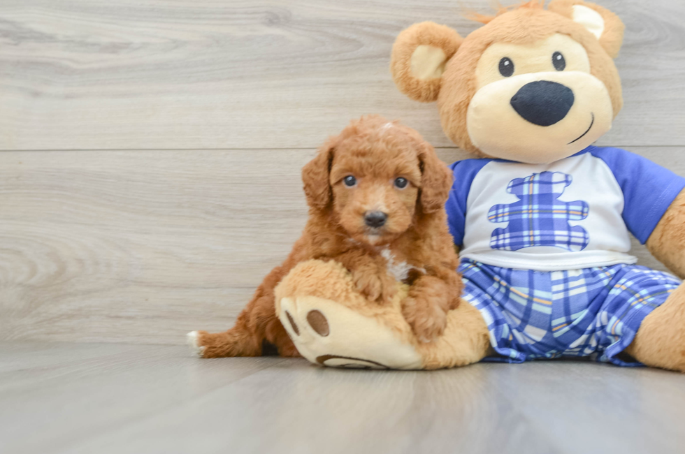 5 week old Poodle Puppy For Sale - Simply Southern Pups