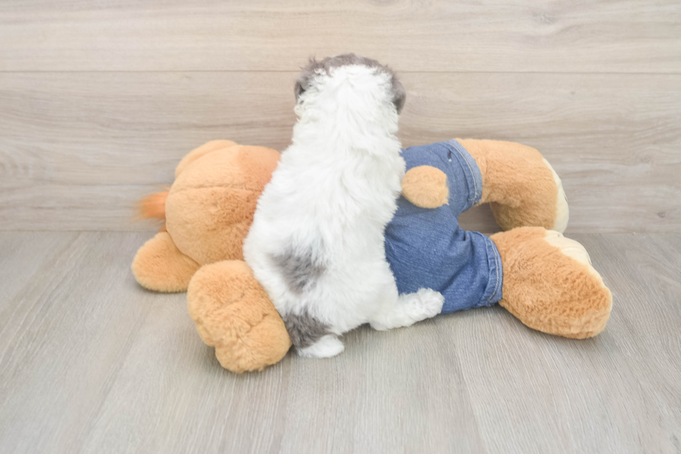 Little Poodle Purebred Pup