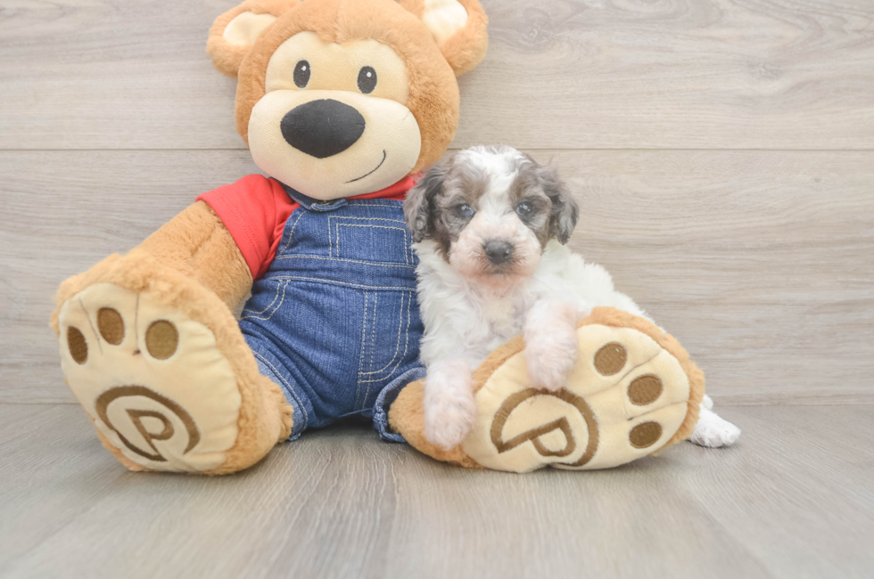 6 week old Poodle Puppy For Sale - Simply Southern Pups