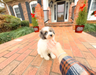 10 week old Poodle Puppy For Sale - Simply Southern Pups