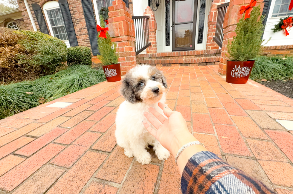 10 week old Poodle Puppy For Sale - Simply Southern Pups