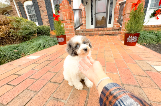 Poodle Puppy for Adoption